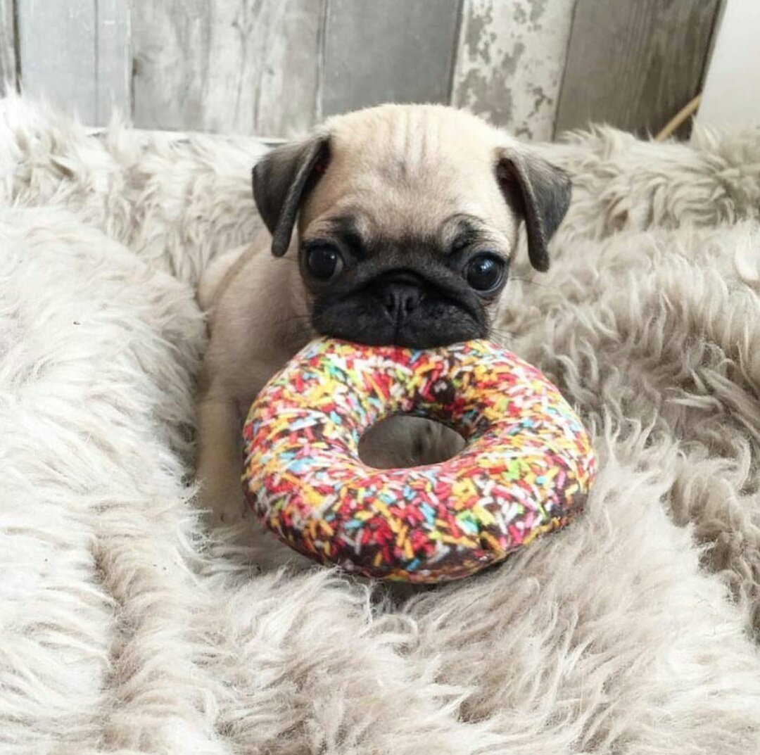 Самый милый Мопс