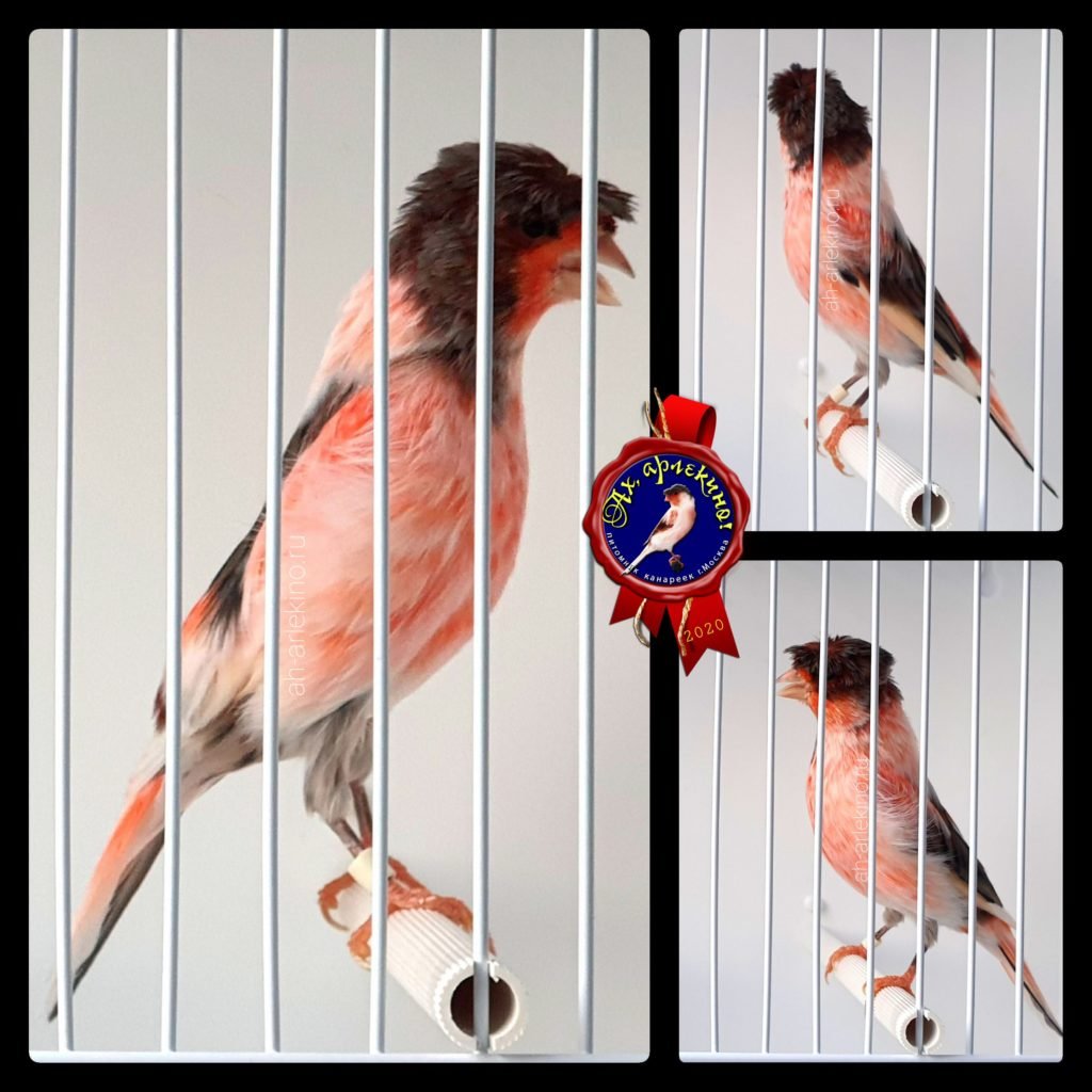 Кенар португальский Арлекин