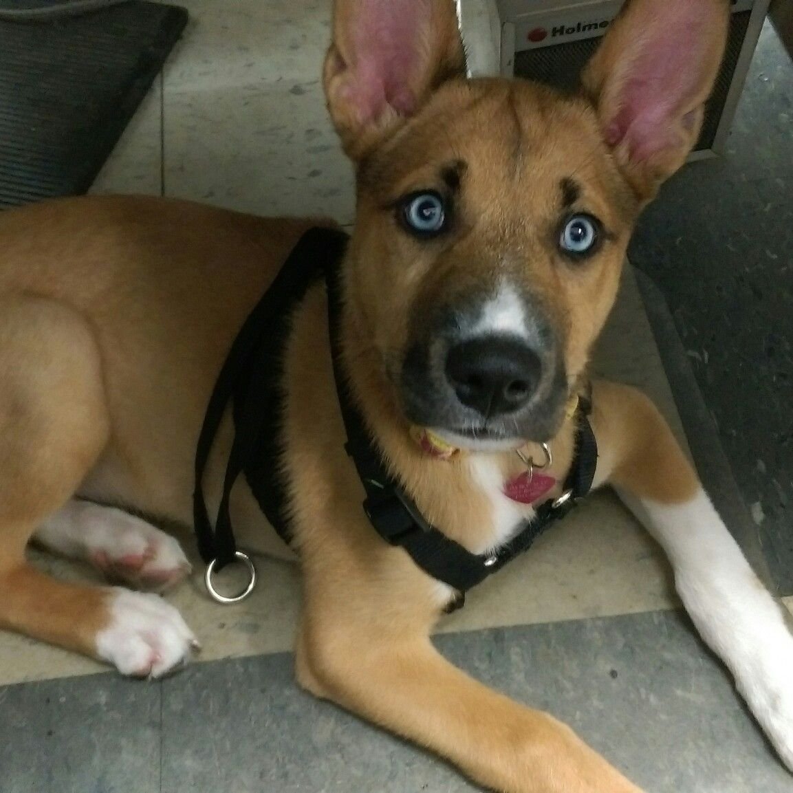 Метис овчарка стафф