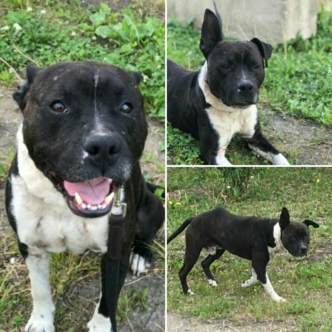 Метис стаффа и МОПСА