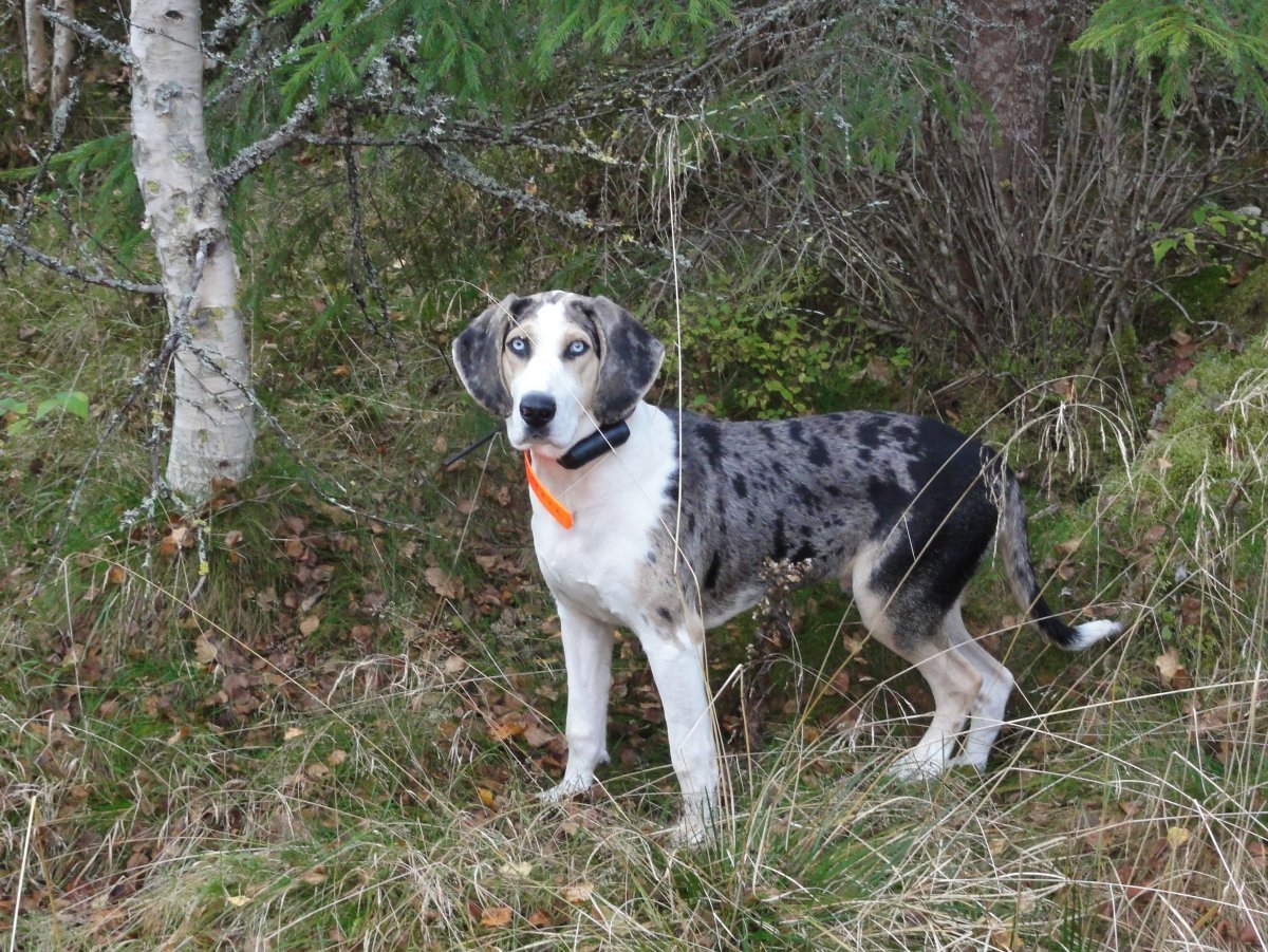 Норвежская гончая Дункер