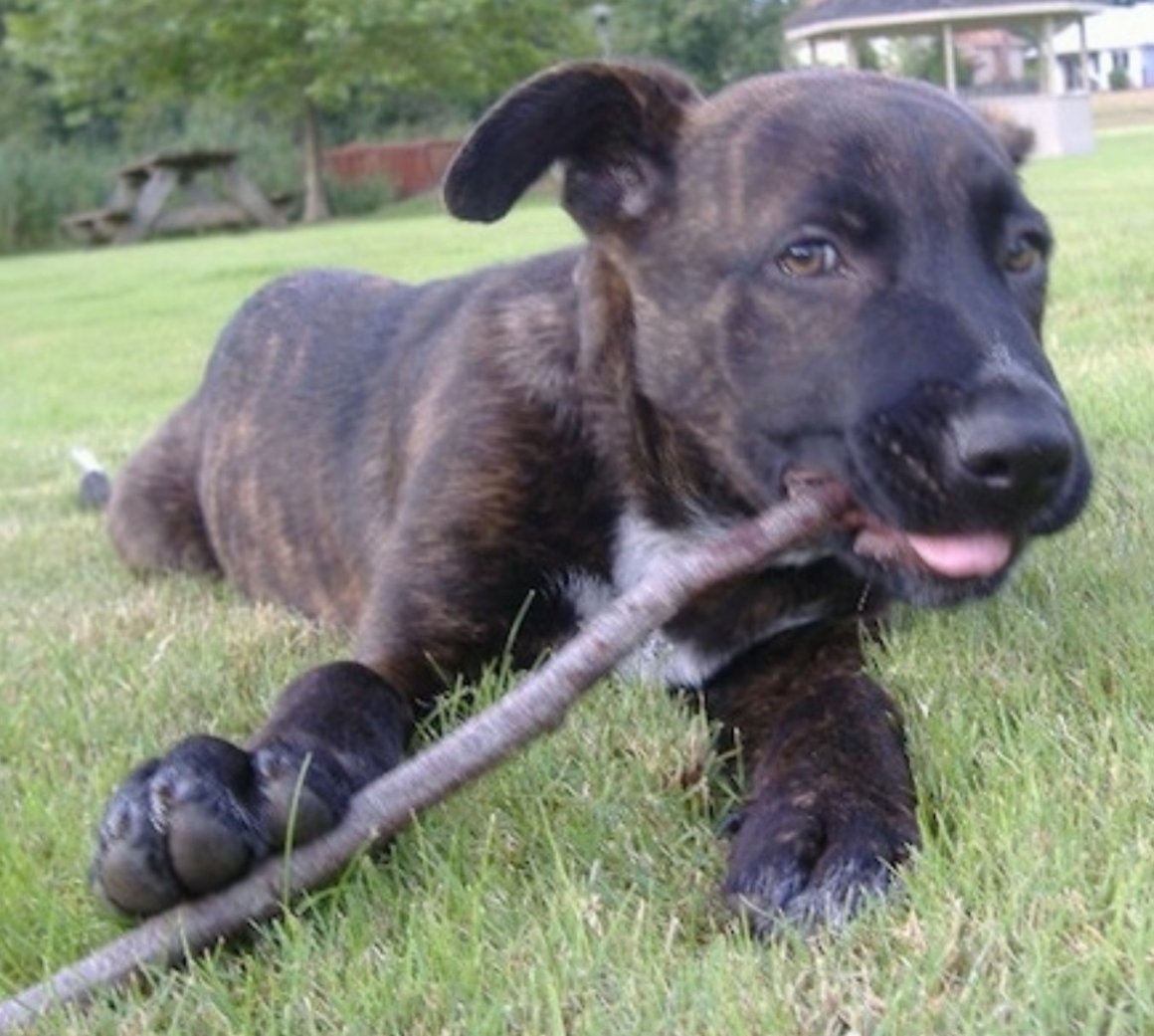 Цвергпинчер Рассел метис