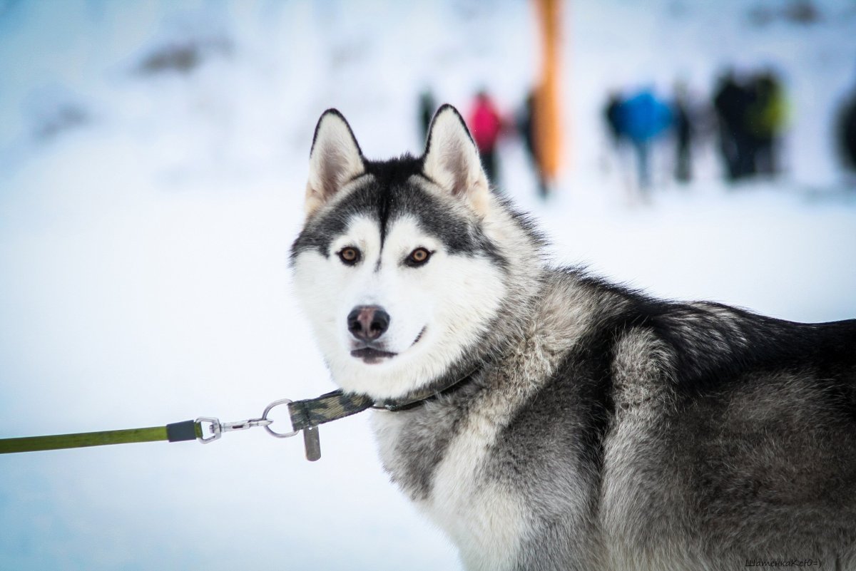 Щенки хаски Арлекин
