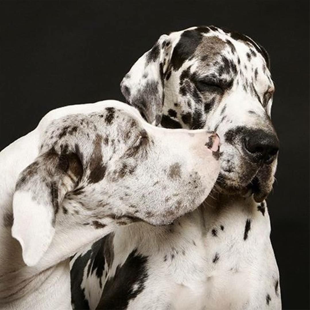 Немецкий дог мраморный щенок