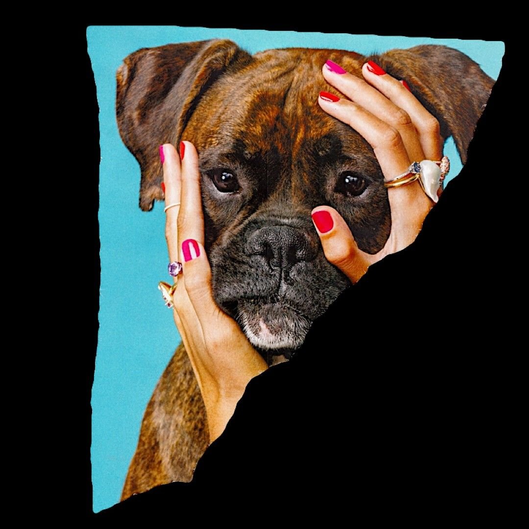 Королевский пудель Арлекин