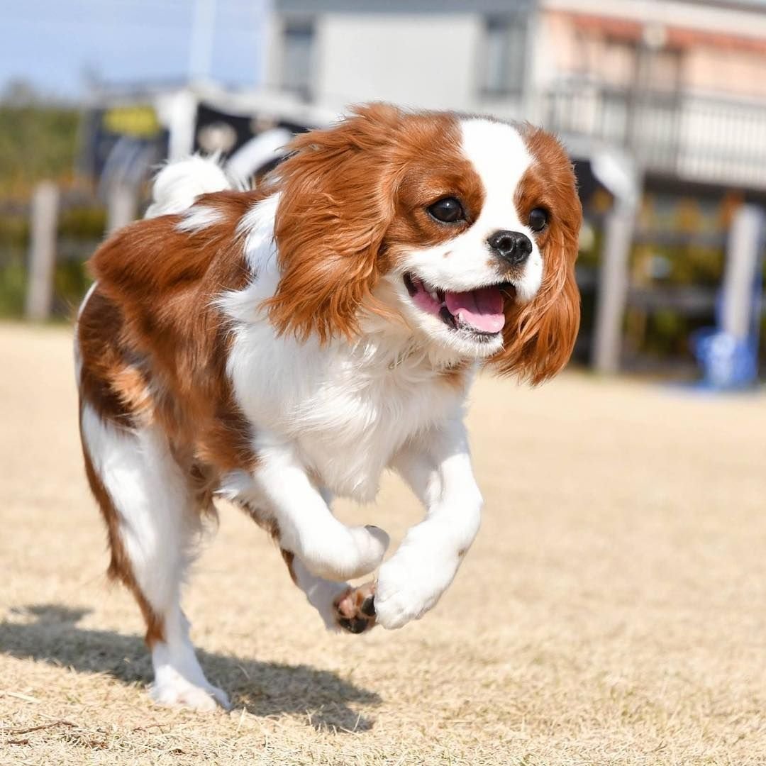 Кавалер Кинг Чарльз спаниель Триколор