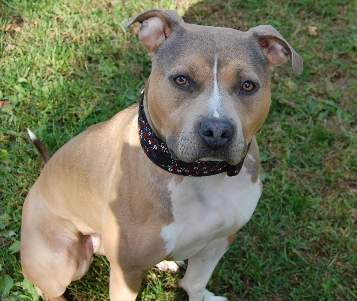 Метис таксы и стаффорда