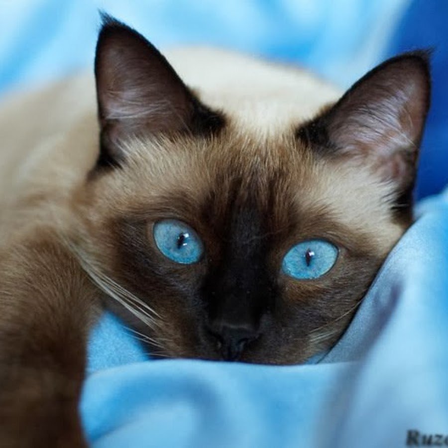 Евгения Рязанова Кыштым