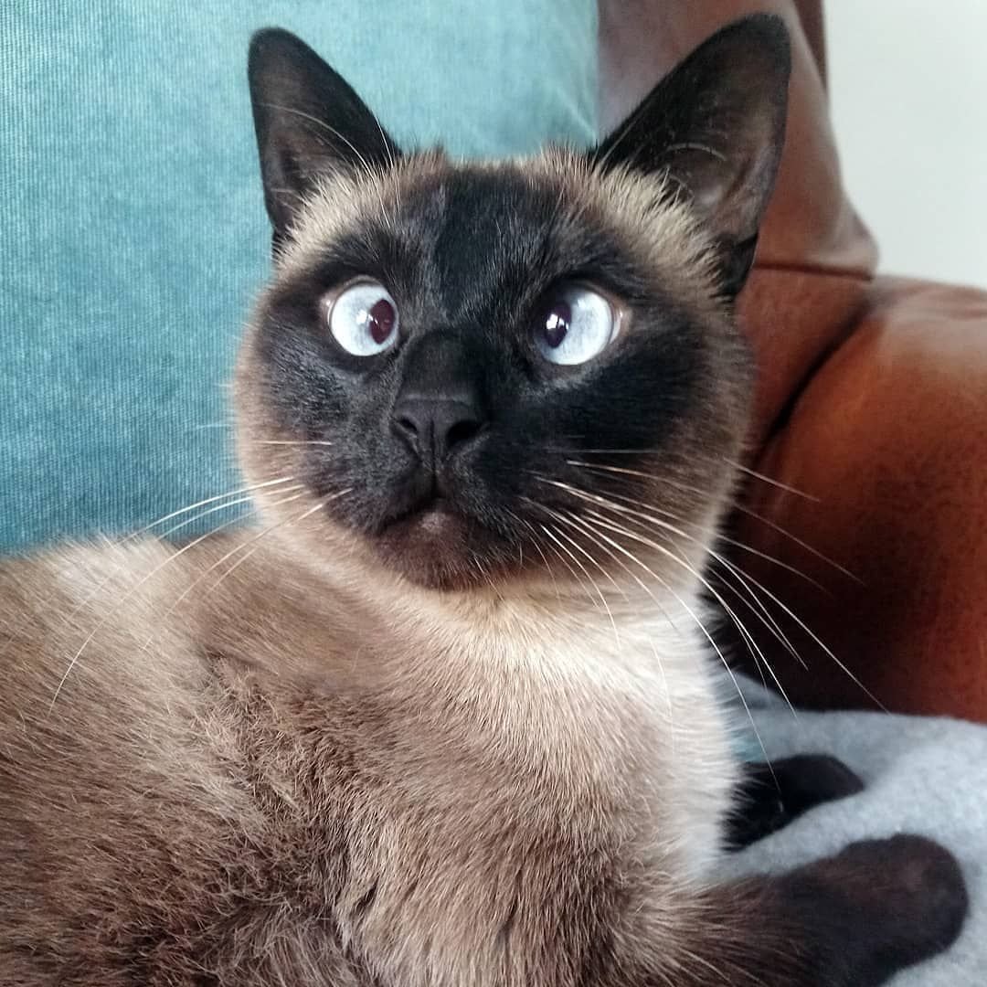 Шотландская Сиамская кошка