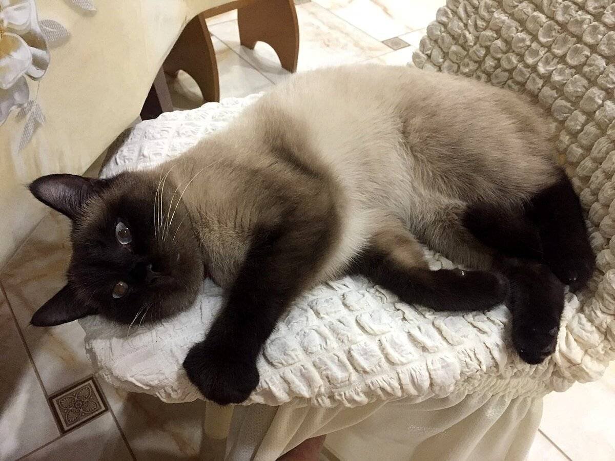 Сиамская кошка домашняя