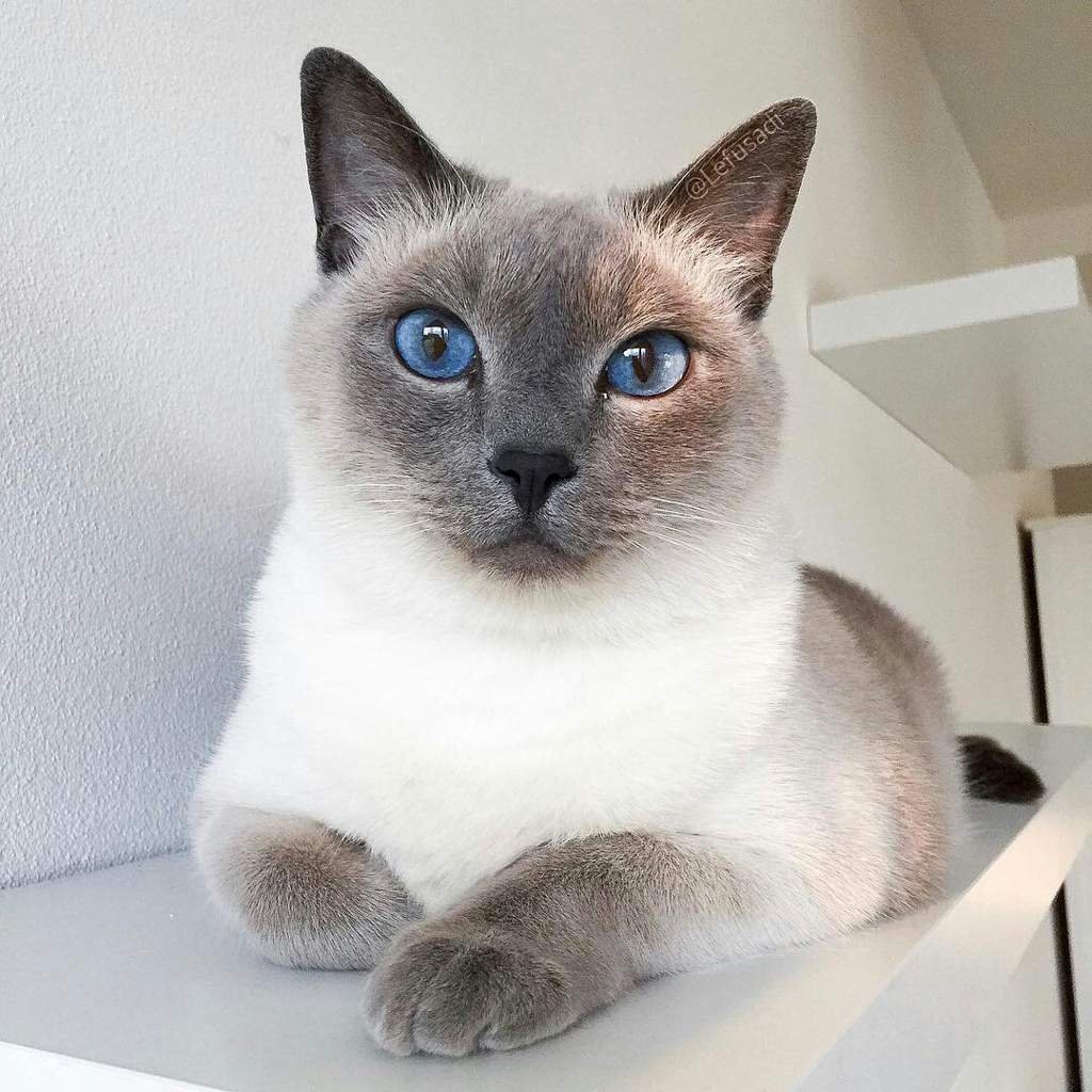 Сиамский кот помесь