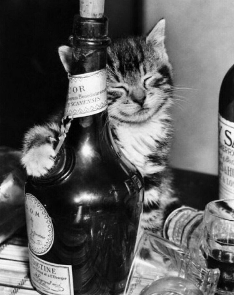 Кот с коньяком