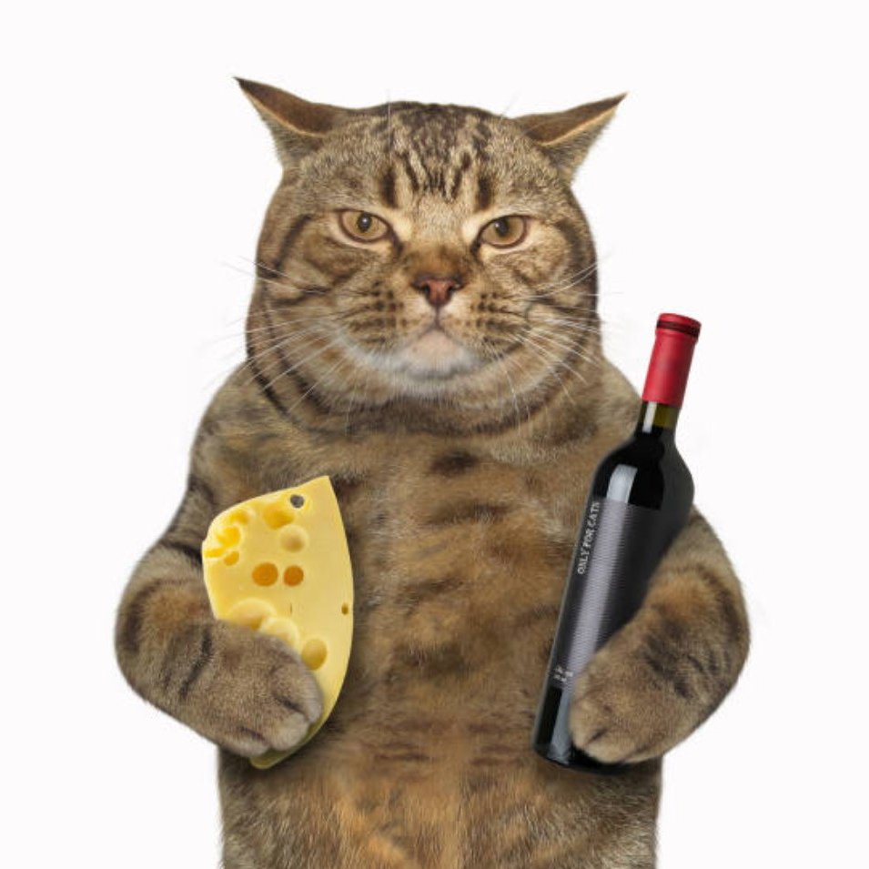 Котик пьет пиво