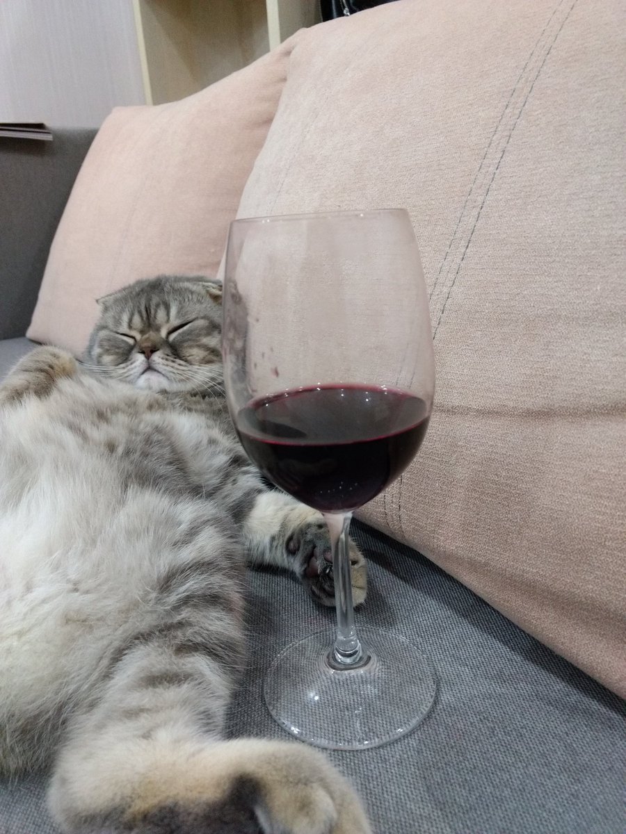 Кот бухарик