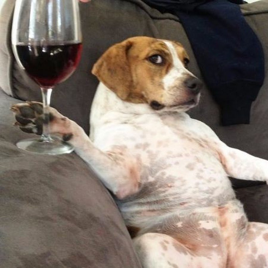 Собака с вином