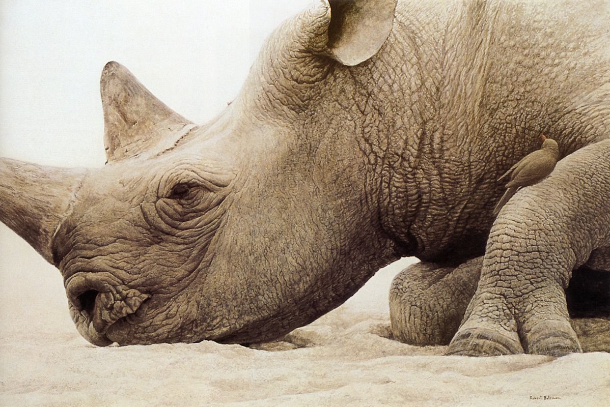 Мозг носорога