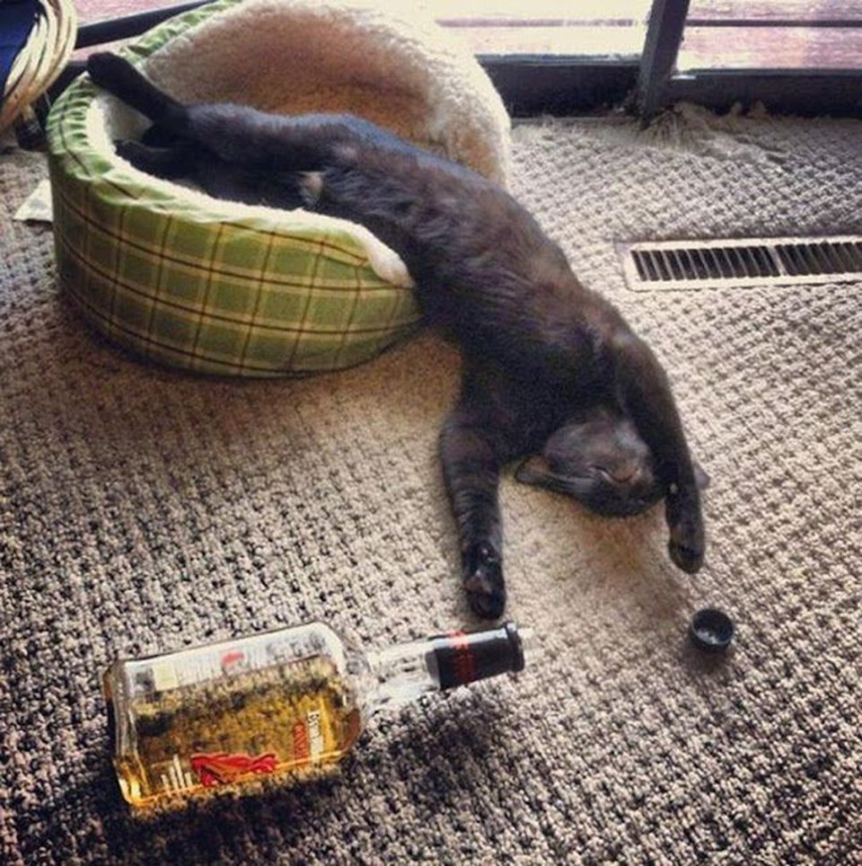 Приколы с пьяными кошками