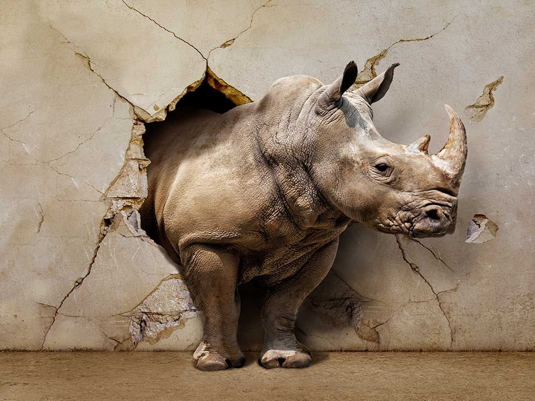 Фотообои носорог