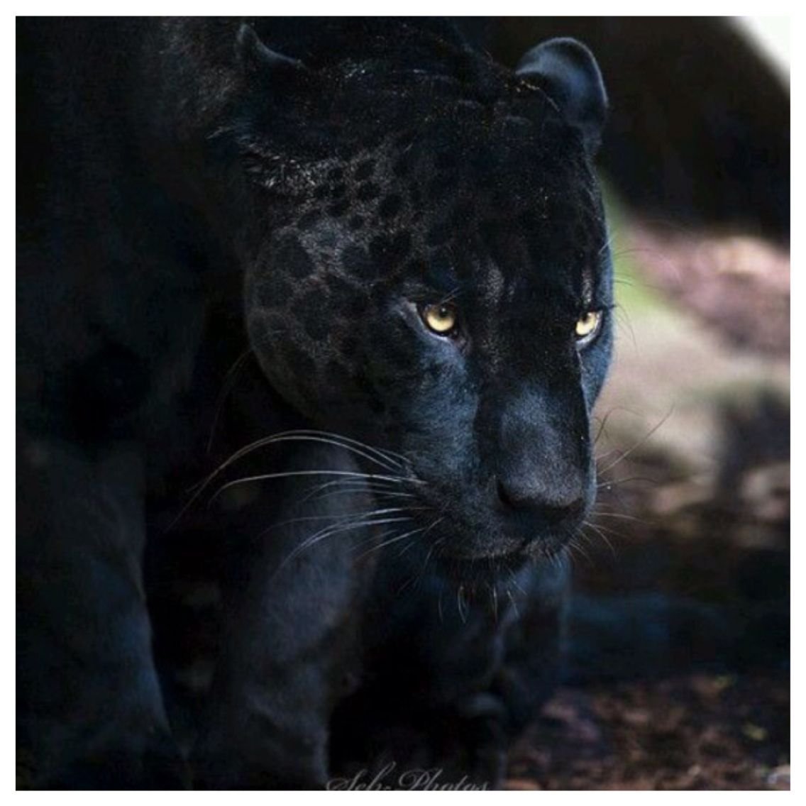 Гепард меланист