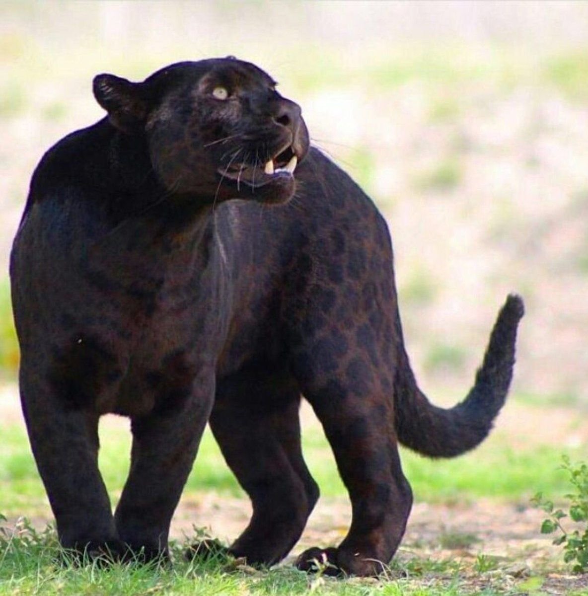 Леопард меланист