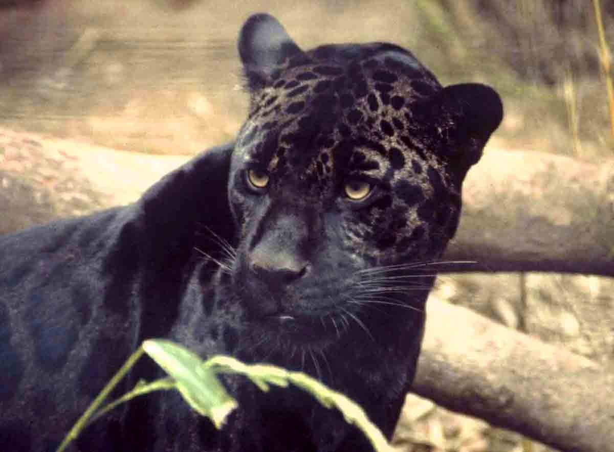 Пума меланист