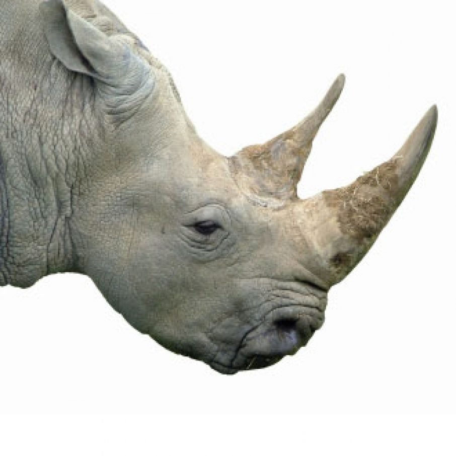 Носорог вектор тату