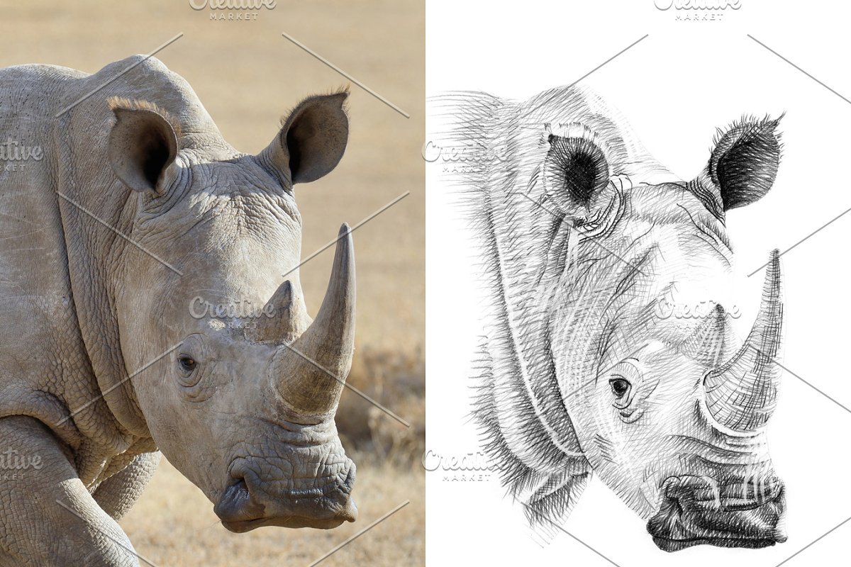 Носорог портрет