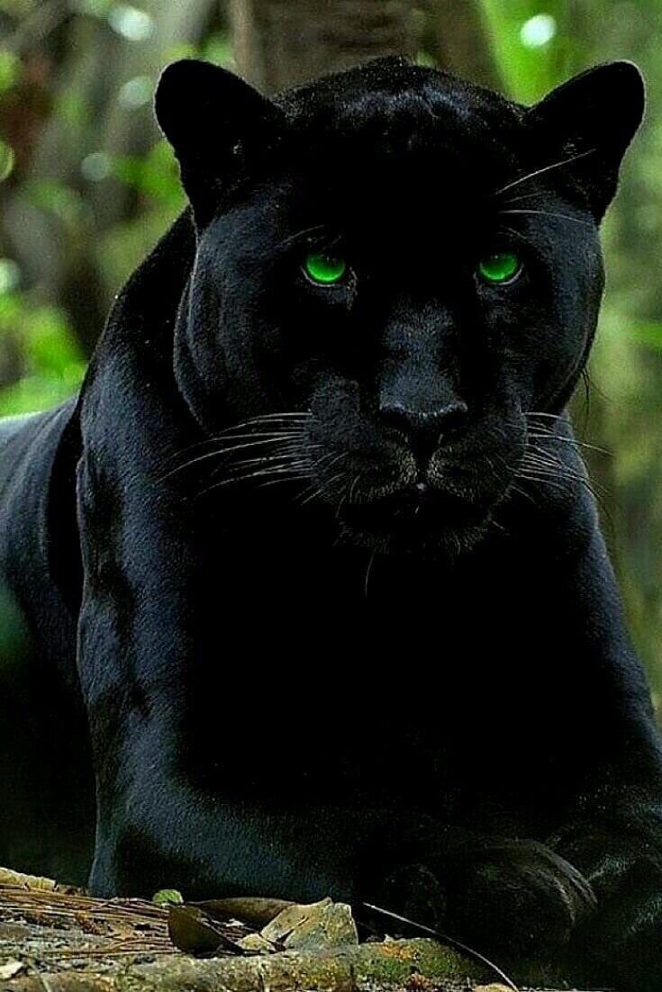 Черный тигр меланист