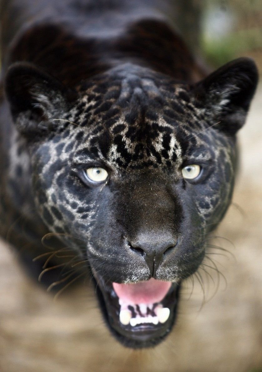 Ягуар меланист