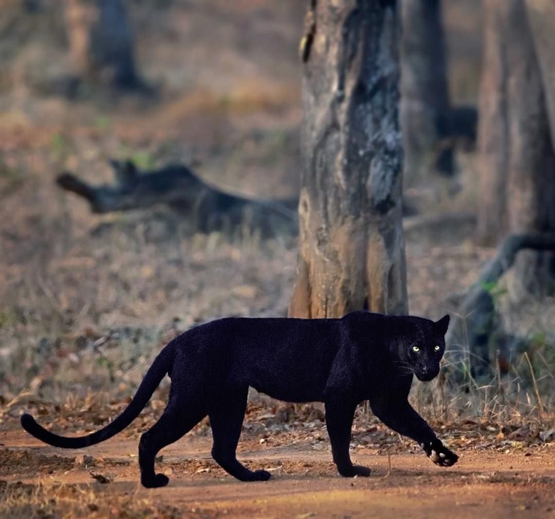 Черная пантера Грация
