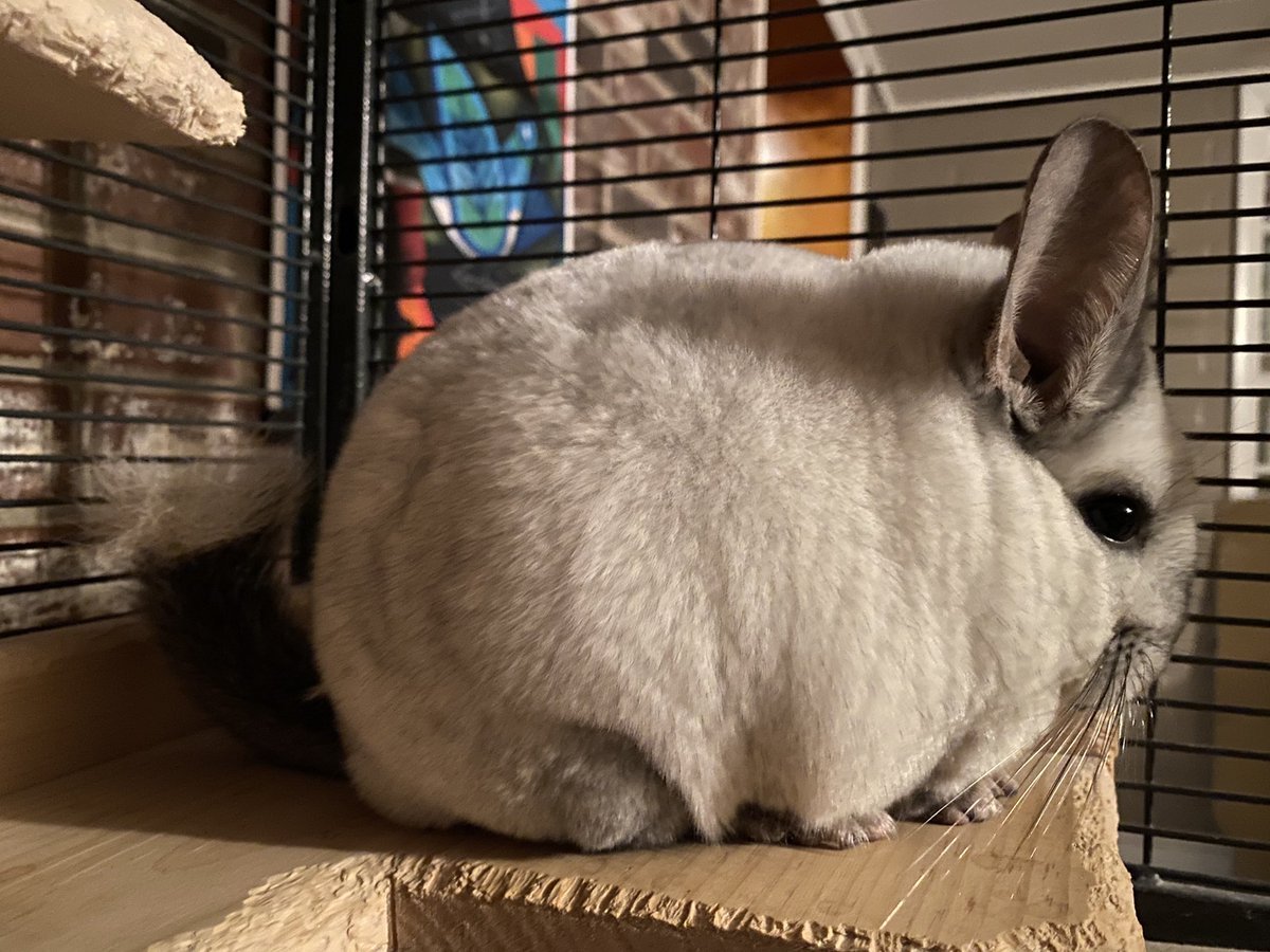 Шиншилла коричневая