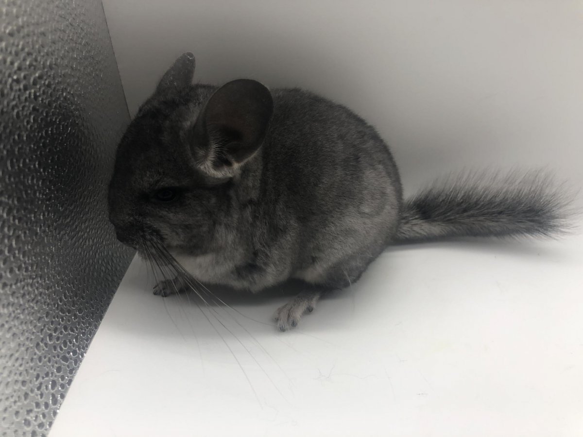 Шиншилла коричневая