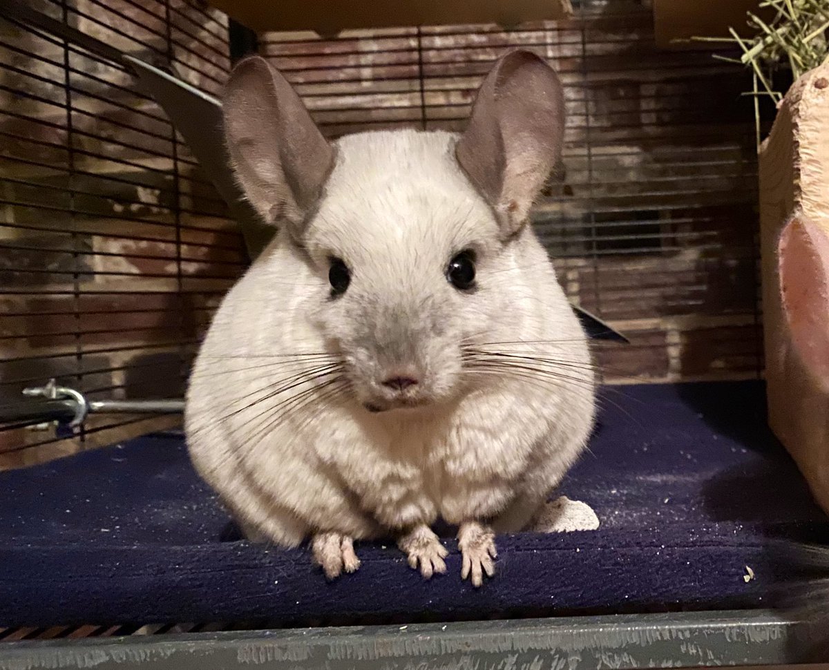 Карликовая бе шиншилла