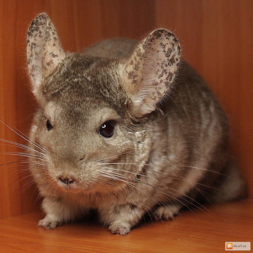 Шиншилла коричневый эбони