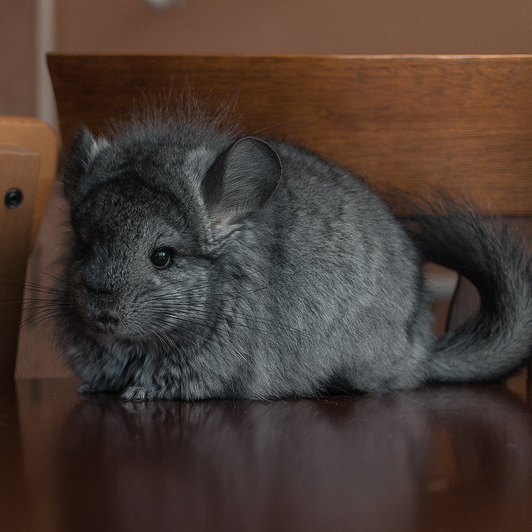 Австралийская шиншилла