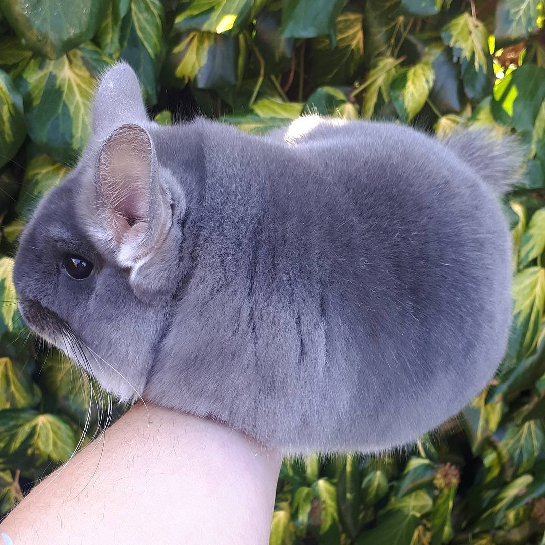 Австралийская шиншилла