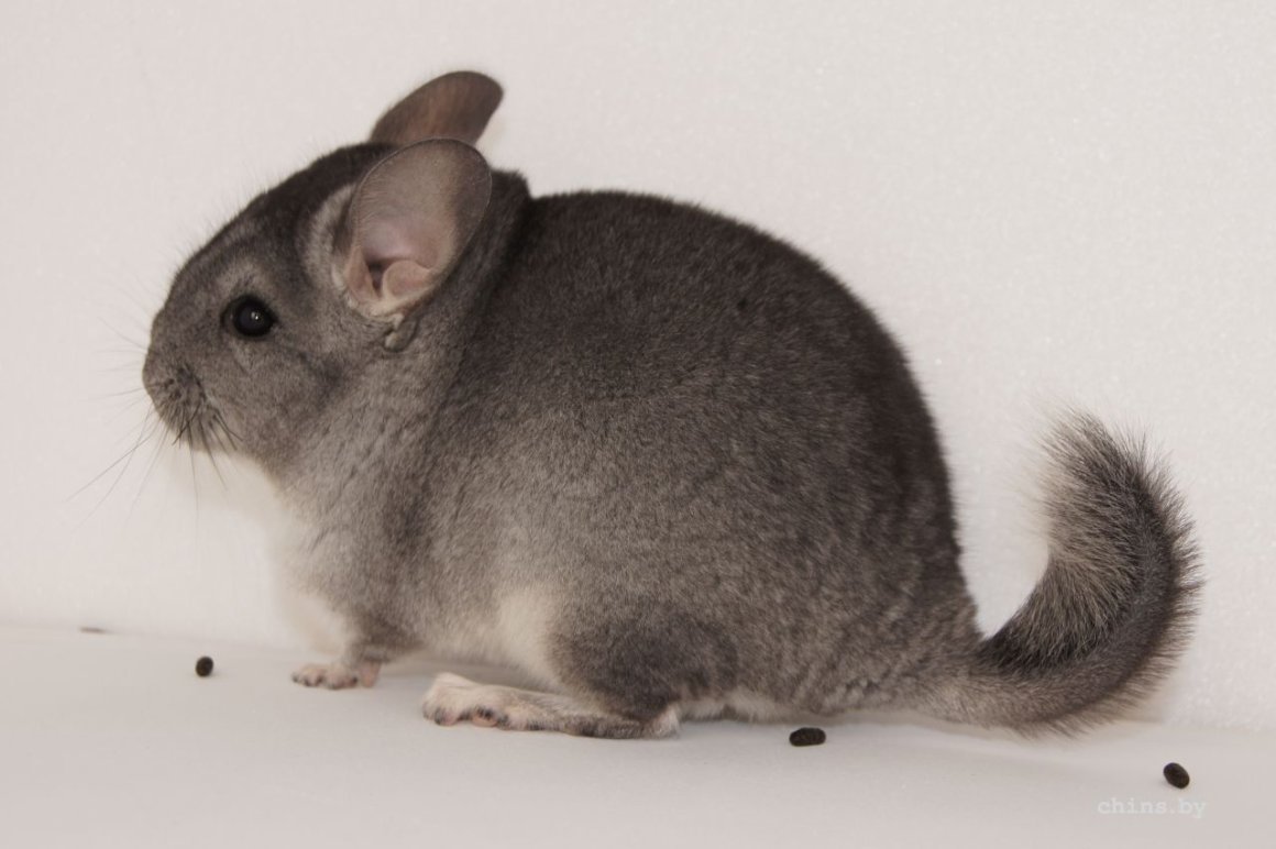 Шиншилла коричневый бархат