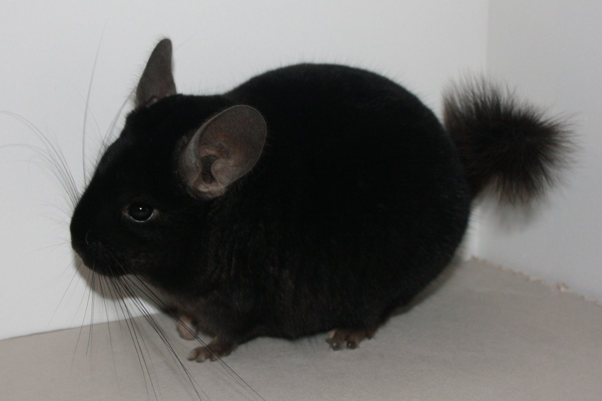 Большая короткохвостая шиншилла