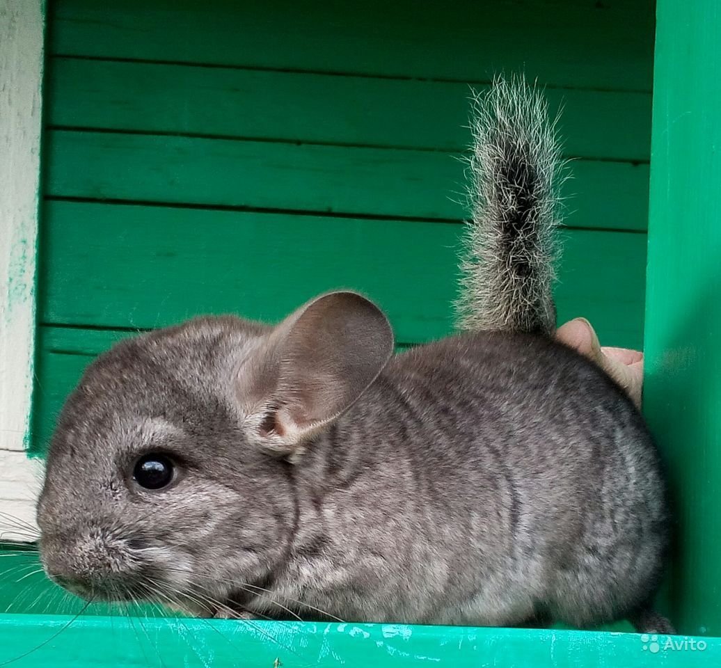 Шиншилла Южная Америка