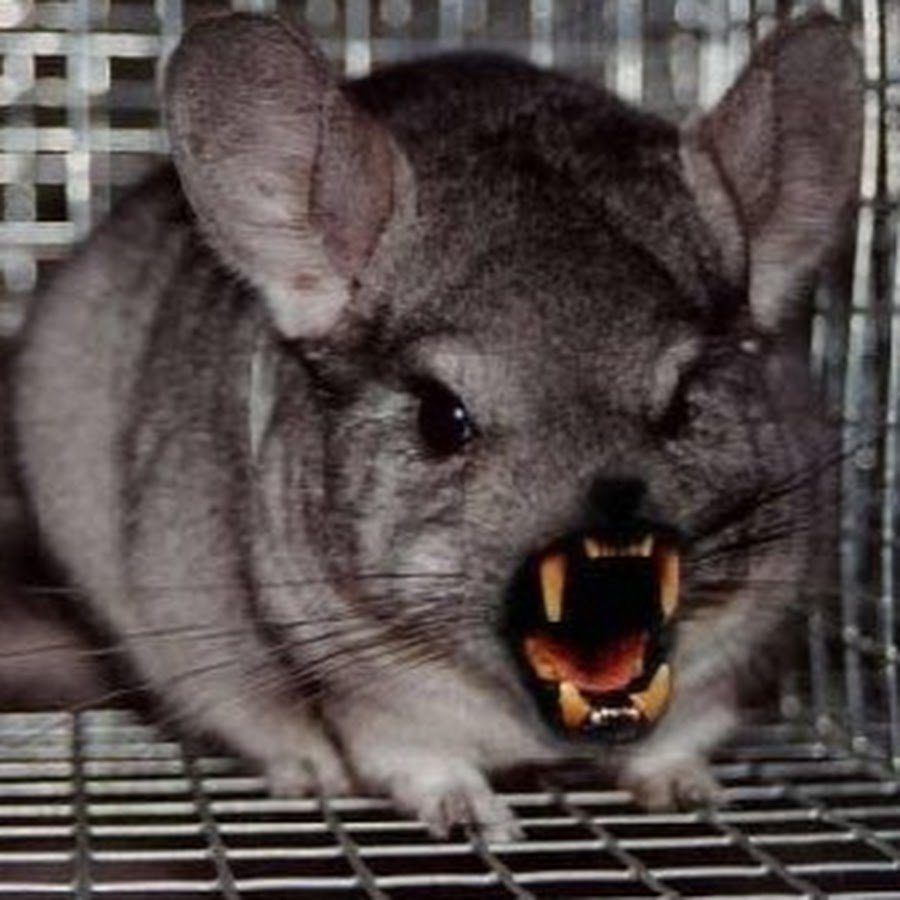 Шиншилла агути