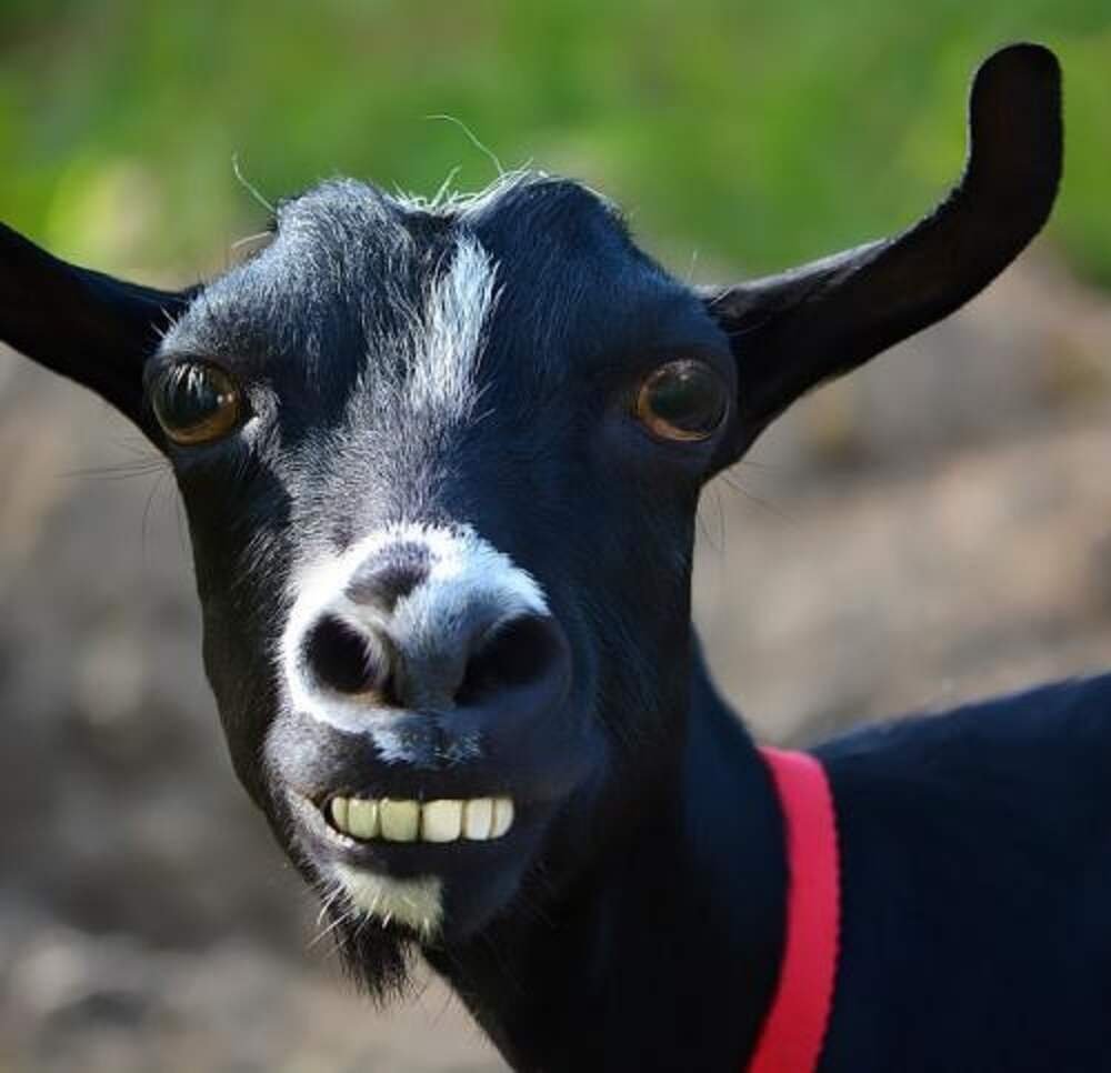 Черная кудрявая коза