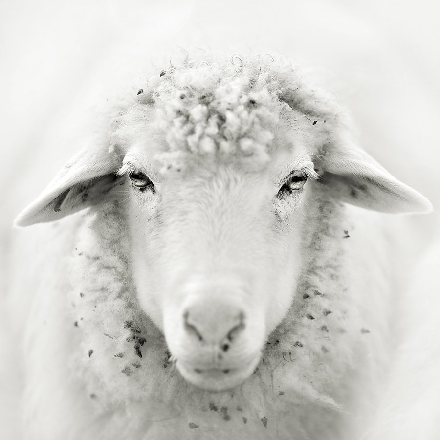 Белый баран