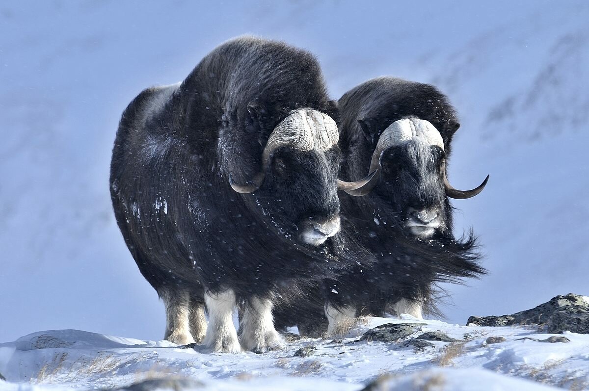 Караульскаяпорода овец