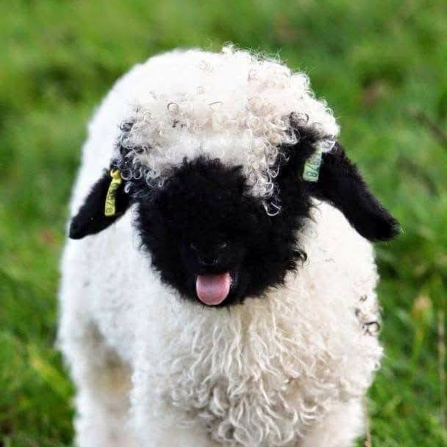 Valais Blacknose