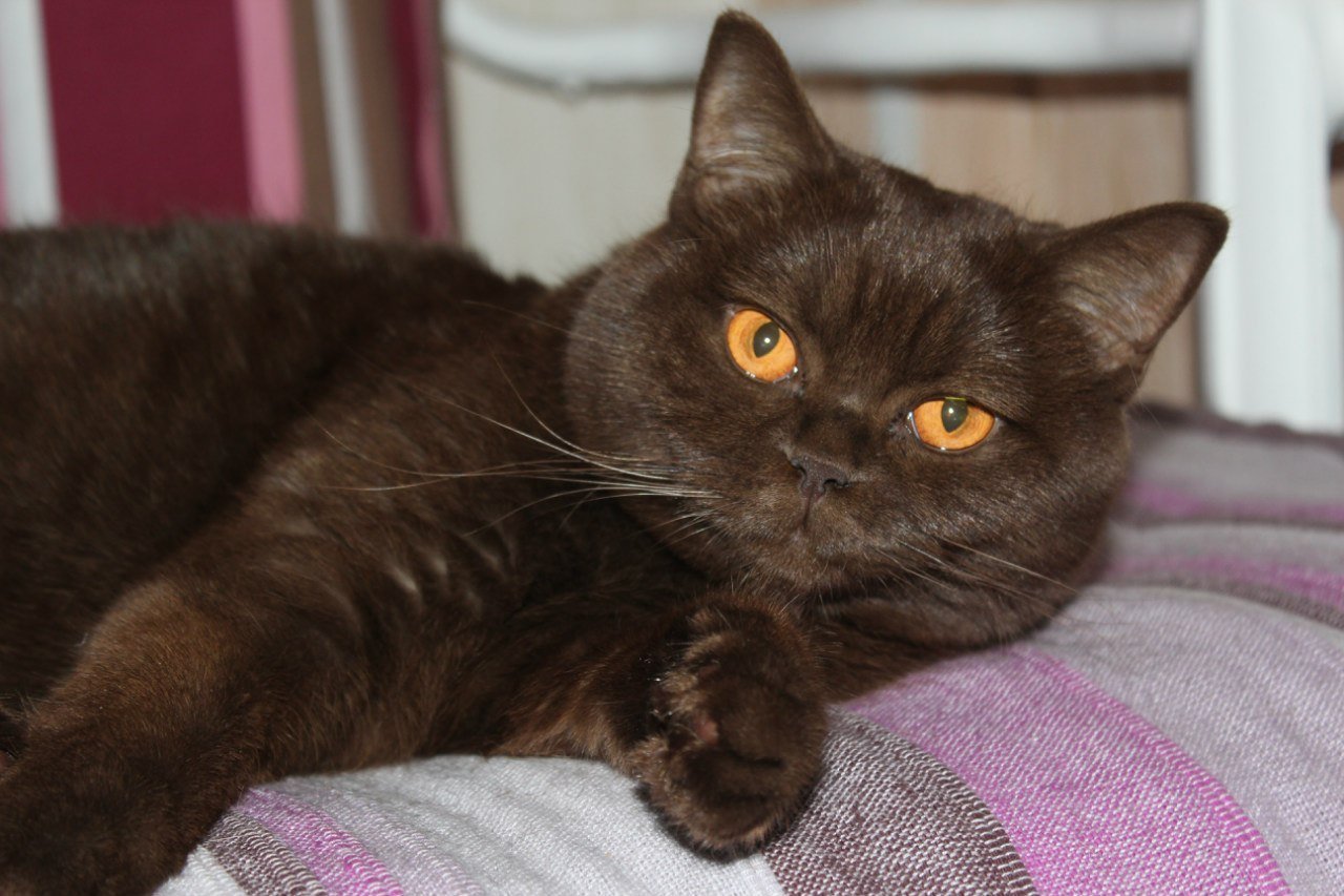 Кот черно шоколадный. Шоколадный британец кот. Британский кот циннамон. Шотландская прямоухая короткошерстная шоколадная. Шотландский кот прямоухий коричневый.