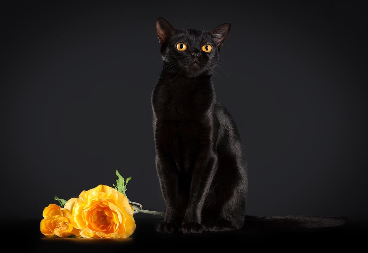 Породистый кот в черном фоне