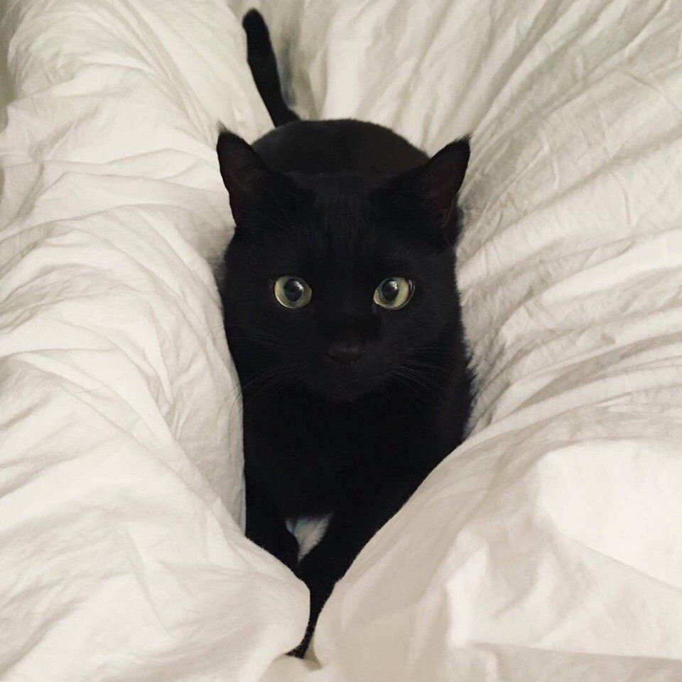 Милые чёрные котики