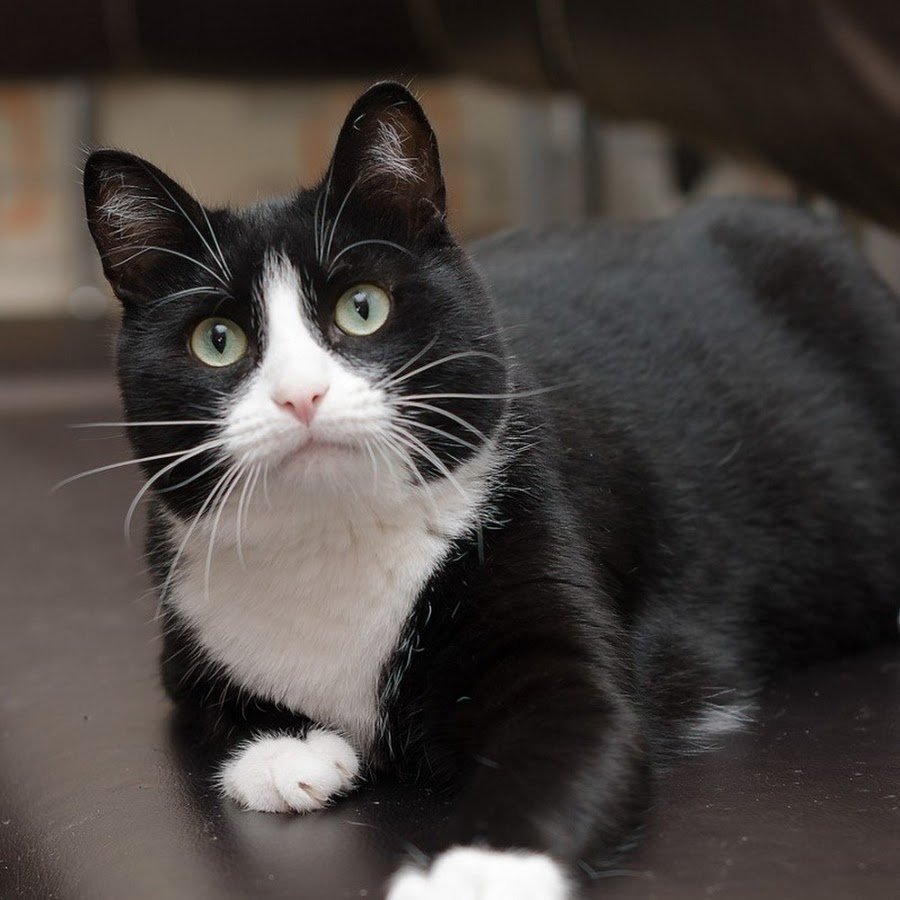 Табби биколор