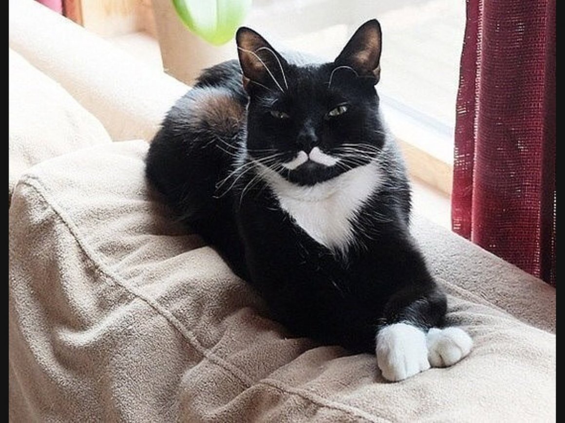 Кошки с черными усами