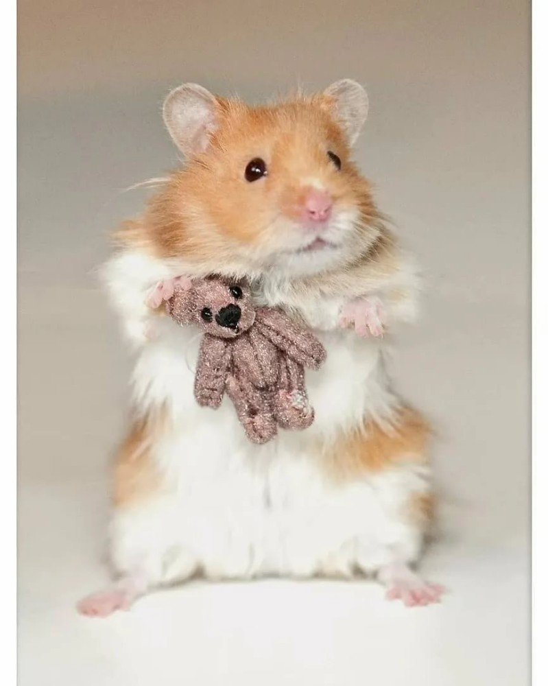 Сирийский хомяк бежевый